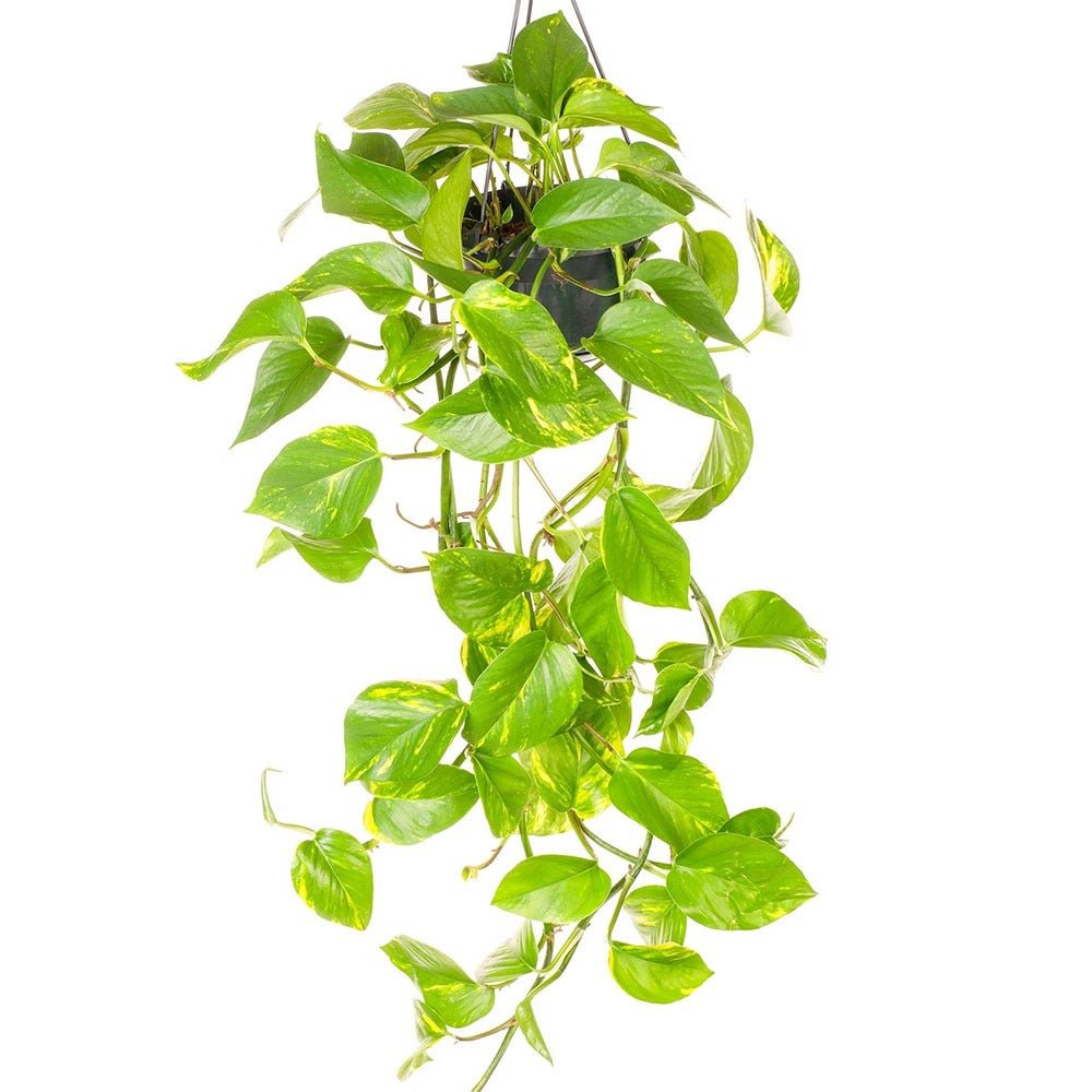 Iedera diavolului Curgatoare Epipremnum Aureum - 35 cm