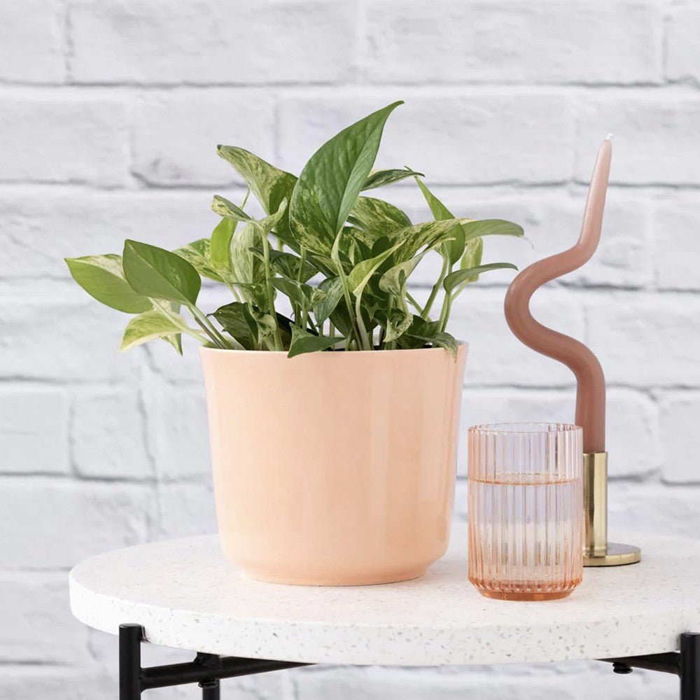 Iedera diavolului Curgatoare Epipremnum Aureum - 35 cm