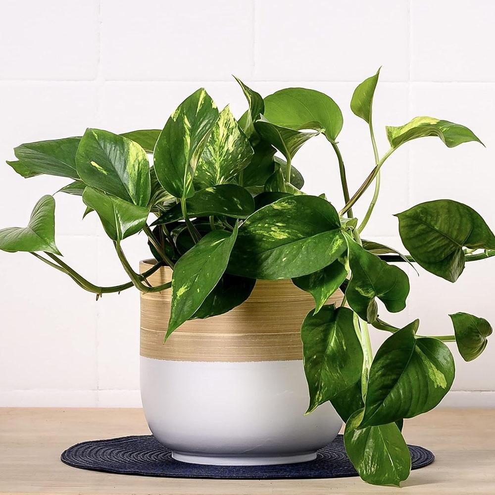 Iedera diavolului Curgatoare Epipremnum Aureum - 35 cm