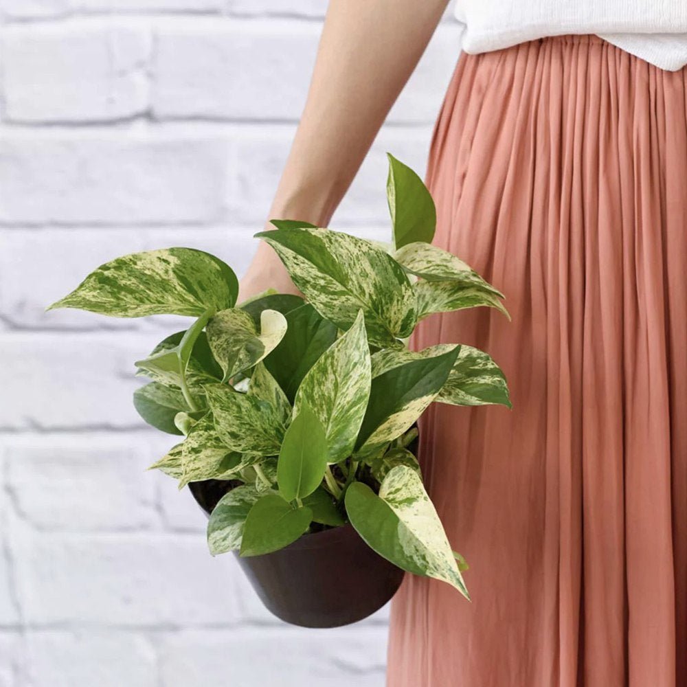 Iedera diavolului Curgatoare Epipremnum Aureum - 45 cm - VERDENA-35-45 cm inaltime, livrat in ghiveci de 2 l