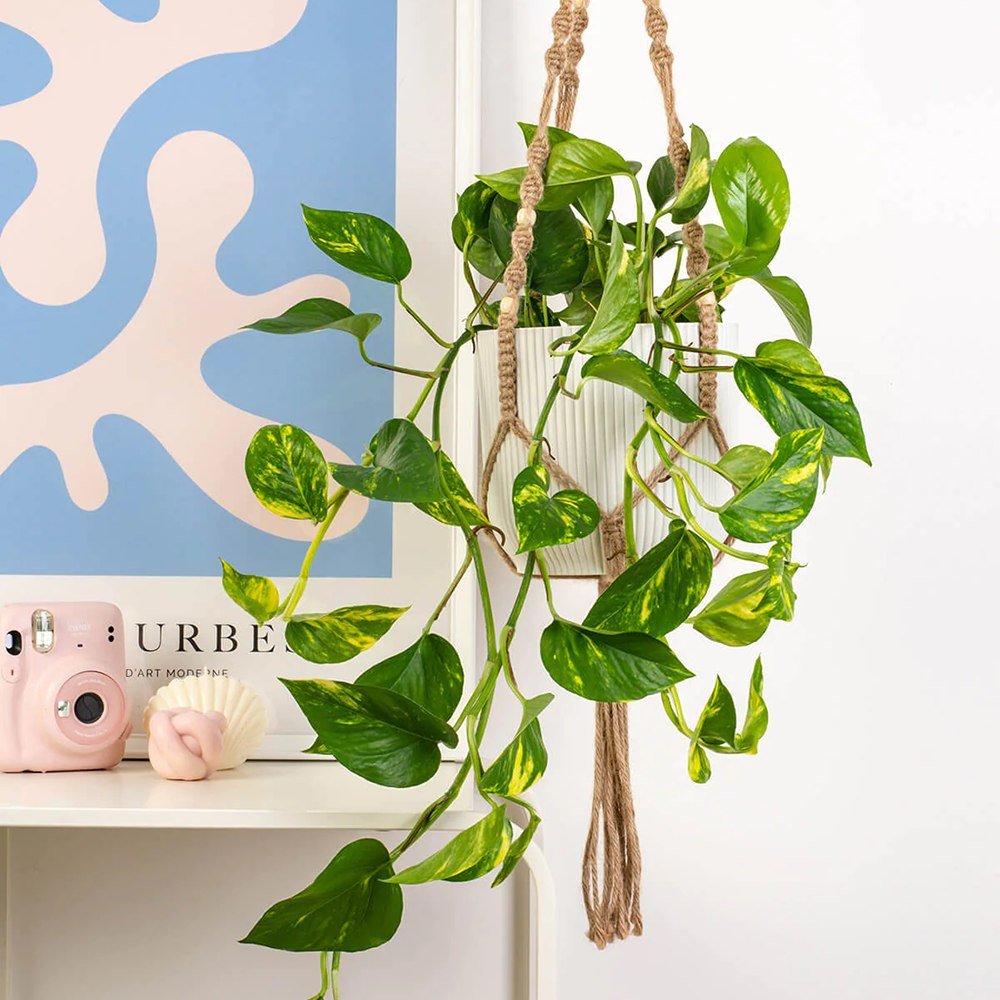 Iedera diavolului Curgatoare Epipremnum Aureum - 50 cm