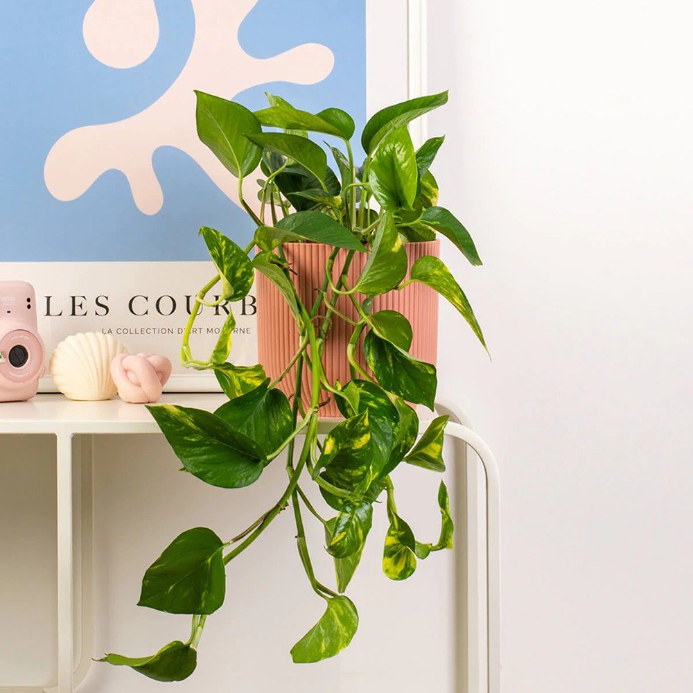 Iedera diavolului Curgatoare Epipremnum Aureum - 50 cm