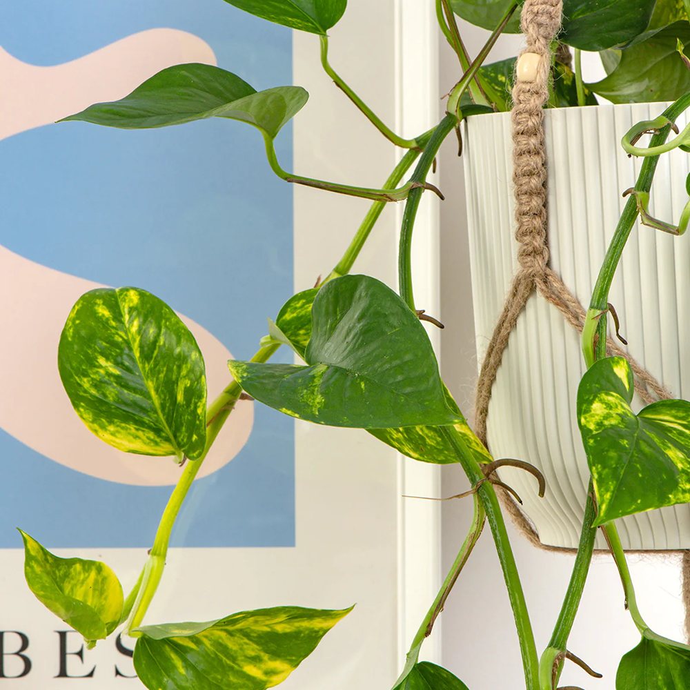 Iedera diavolului Curgatoare Epipremnum Aureum - 50 cm