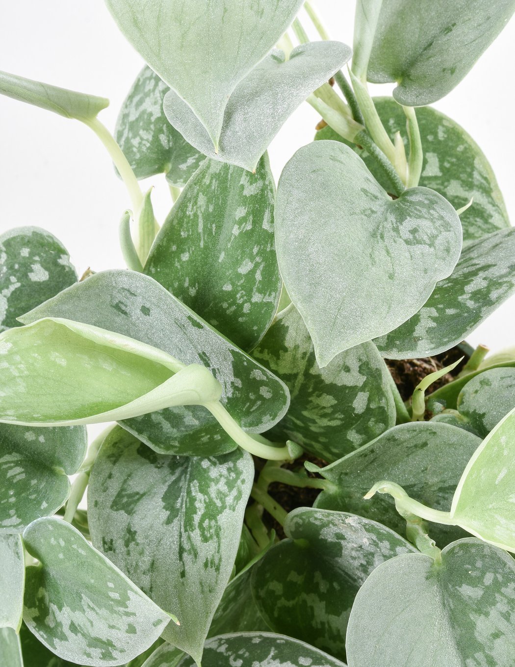 Iedera diavolului Curgatoare Epipremnum Silvery Ann - 20-30 cm