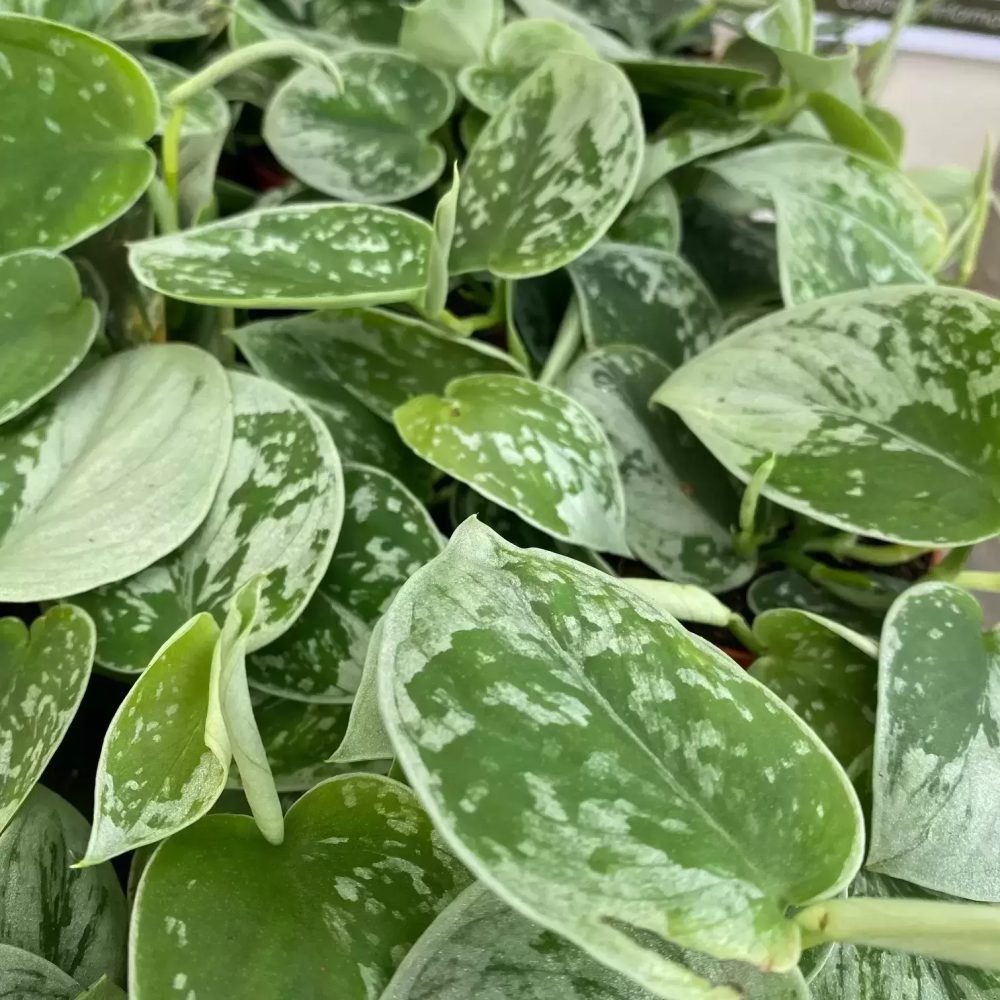 Iedera diavolului Curgatoare Epipremnum Silvery Ann (Cu Suport) - 120 cm