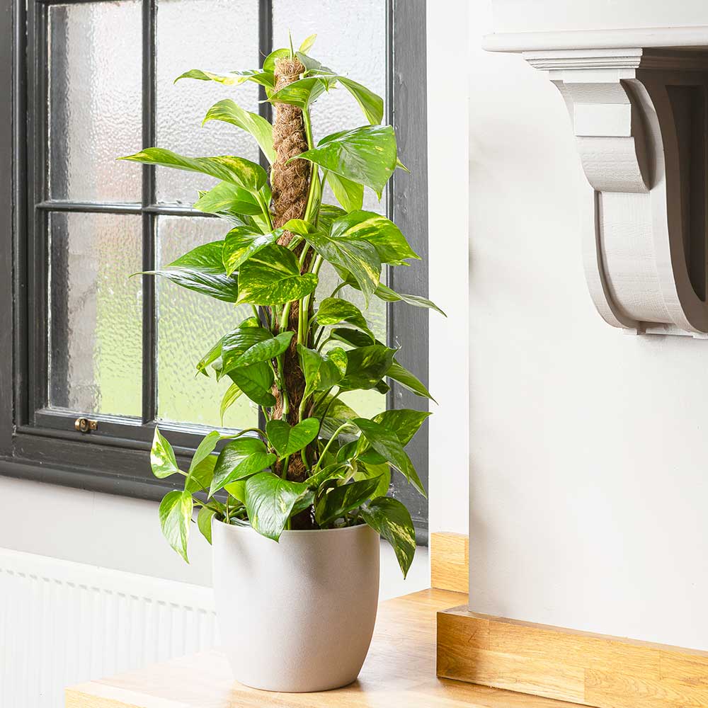 Iedera diavolului Epipremnum Aureum (Cu Suport) - 135 cm