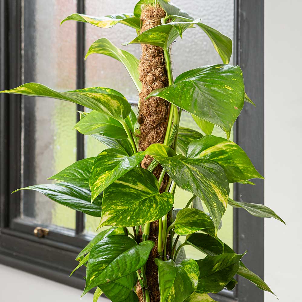 Iedera diavolului Epipremnum Aureum (Cu Suport) - 80-90 cm