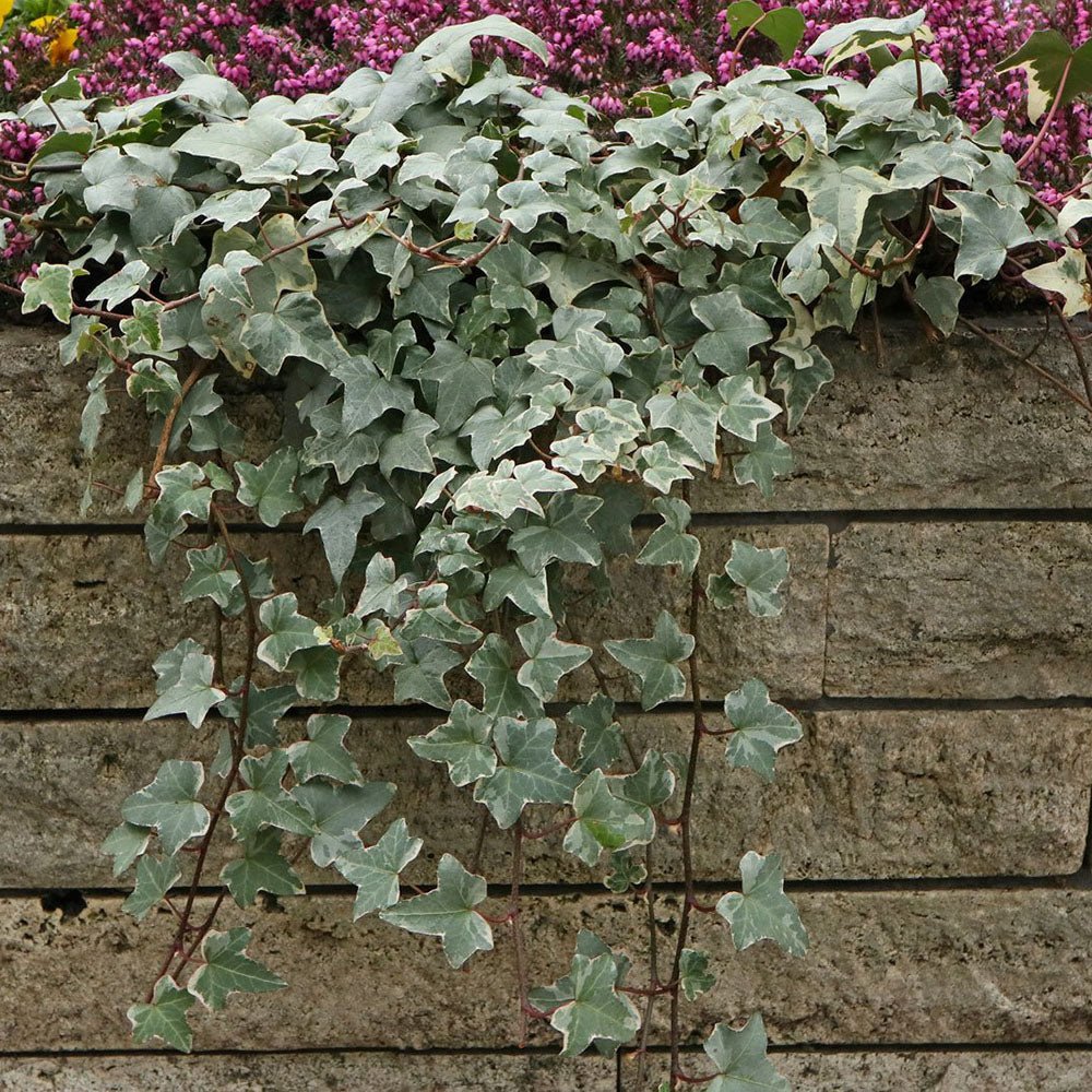 Iedera alb-verde Glacier, cataratoare si vesnic verde