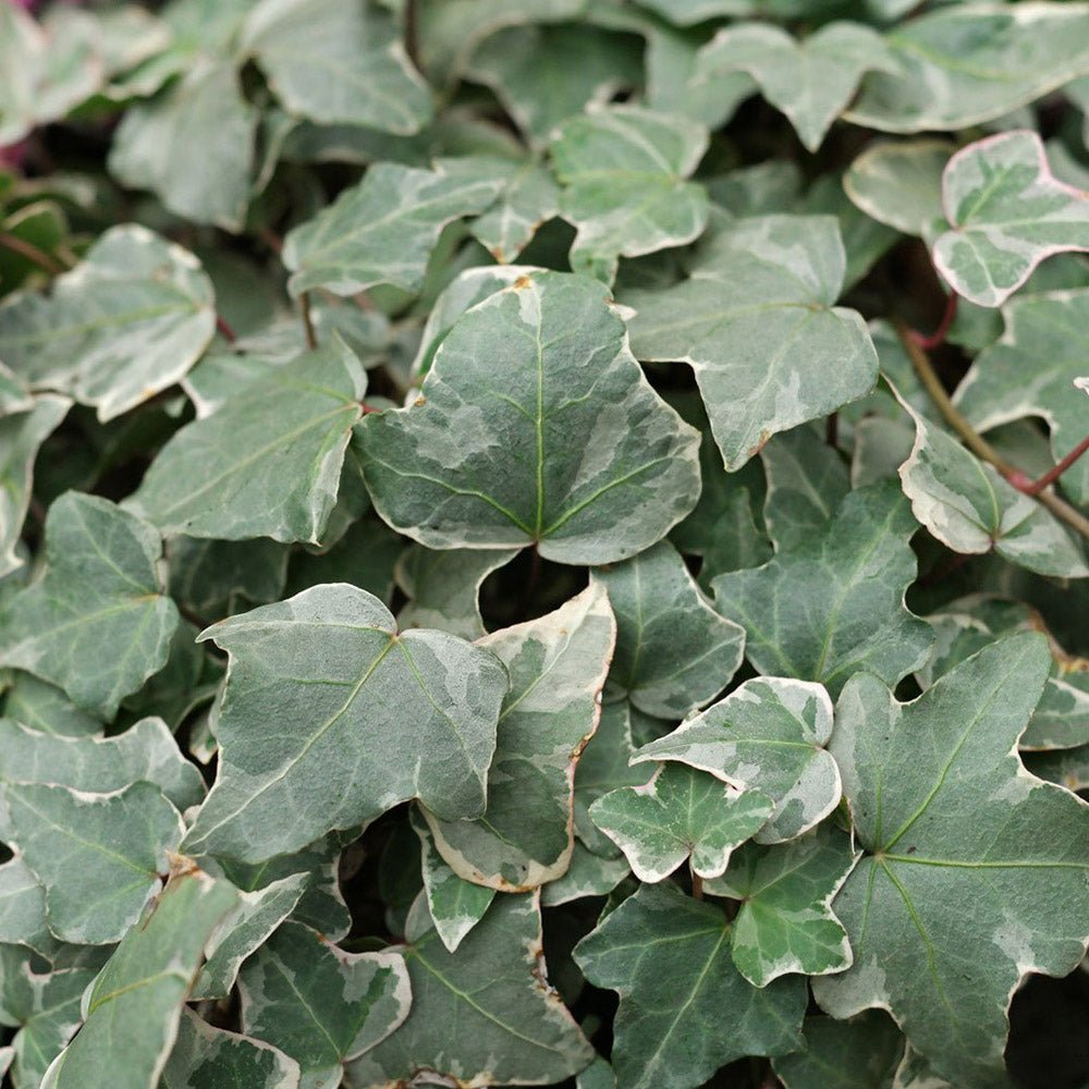 Iedera alb-verde Glacier, cataratoare si vesnic verde