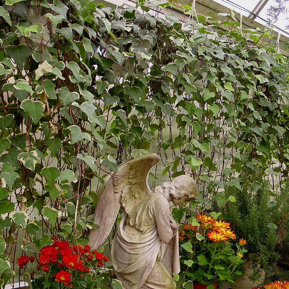 Iedera verde-crem Gloire de Marengo, cataratoare si vesnic verde