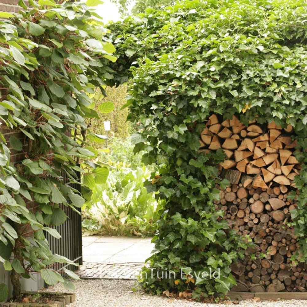 Iedera Hedera Hibernica, cataratoare, vesnic verde