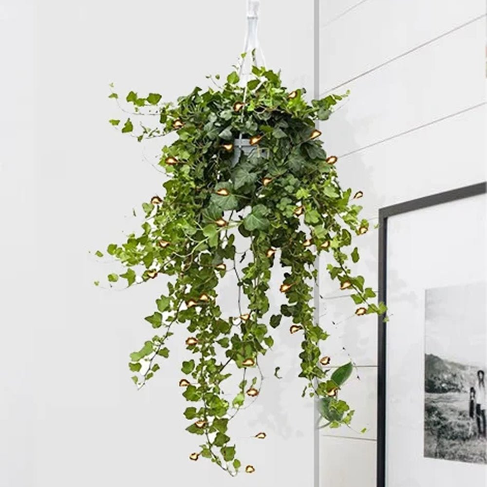 Iedera Helix Wonder (Hanger) - 50 cm