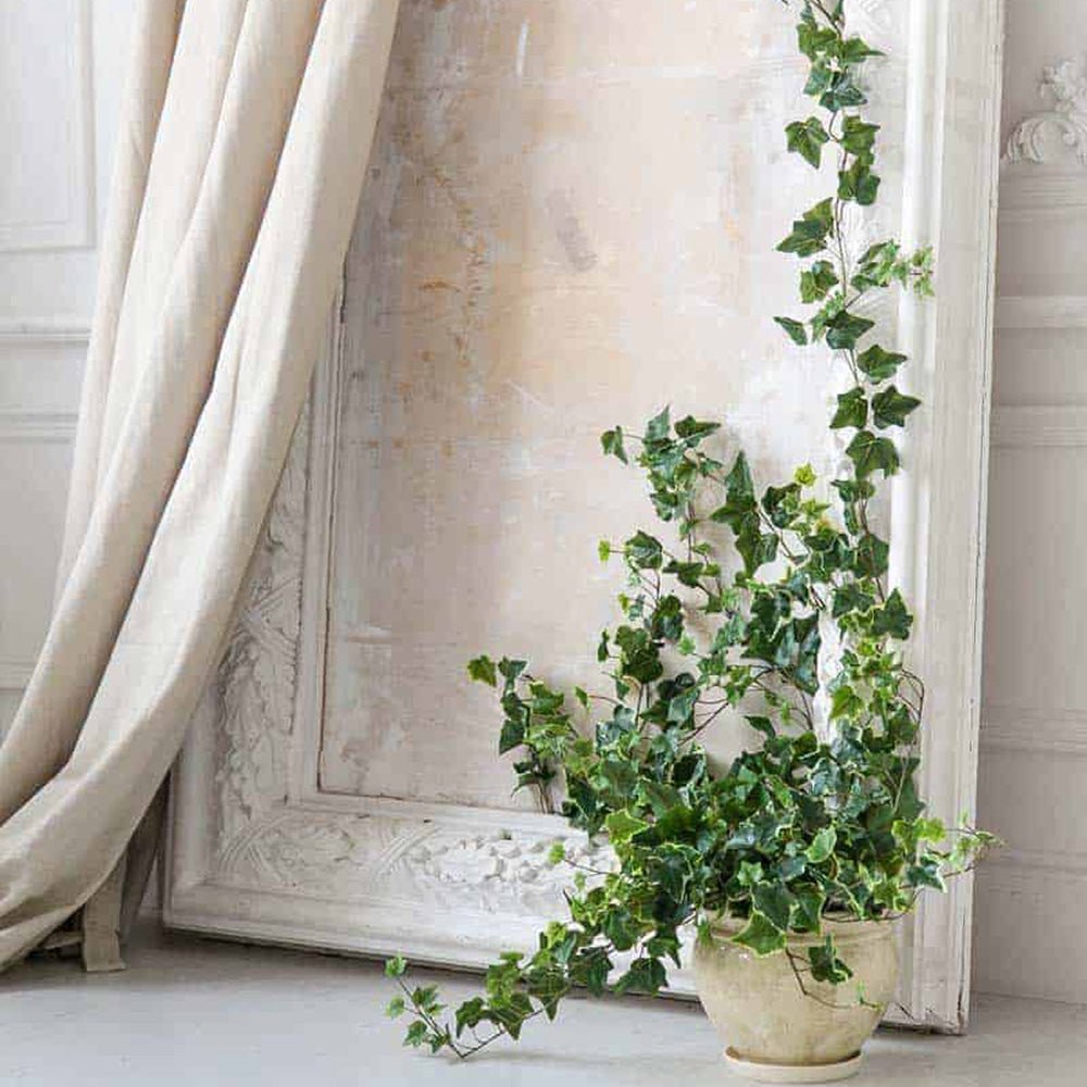 Iedera Helix Wonder (Hanger) - 50 cm