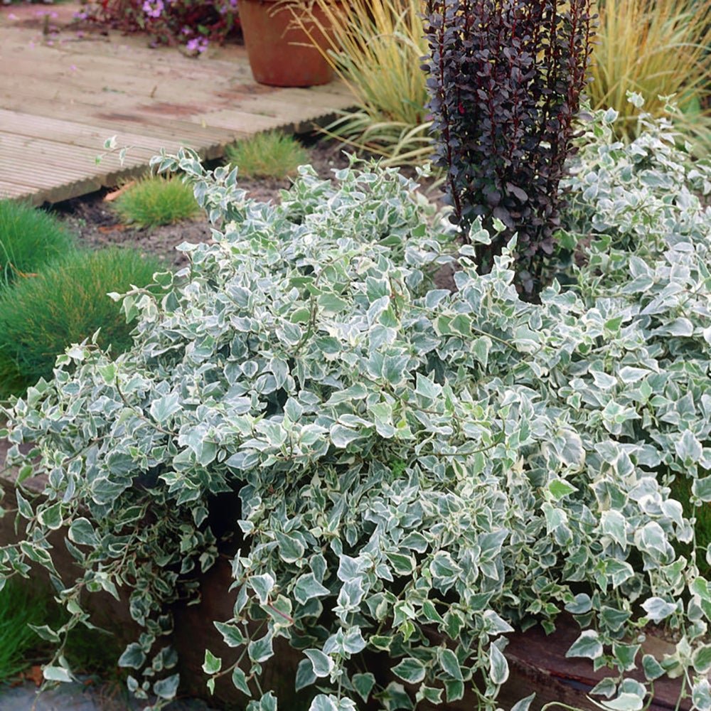 Iedera alb-verde Hedera Little Diamond, cataratoare si vesnic verde