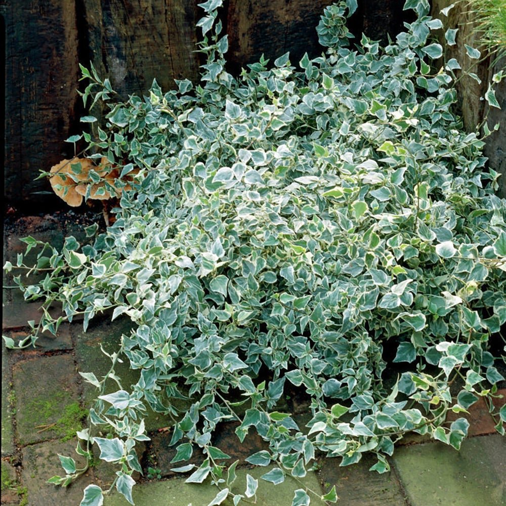 Iedera alb-verde Hedera Little Diamond, cataratoare si vesnic verde