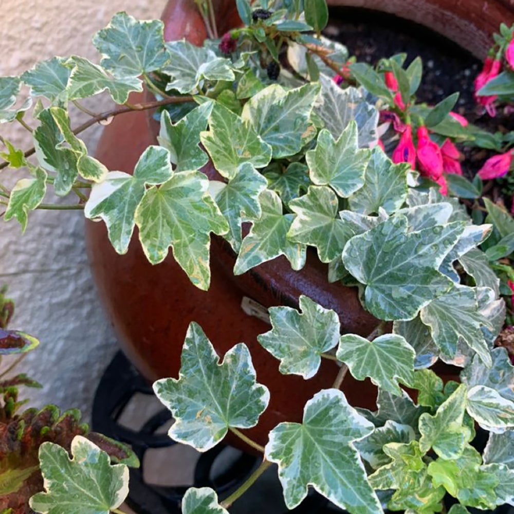 Iedera argintiu-verde Maple Queen, cataratoare si vesnic verde