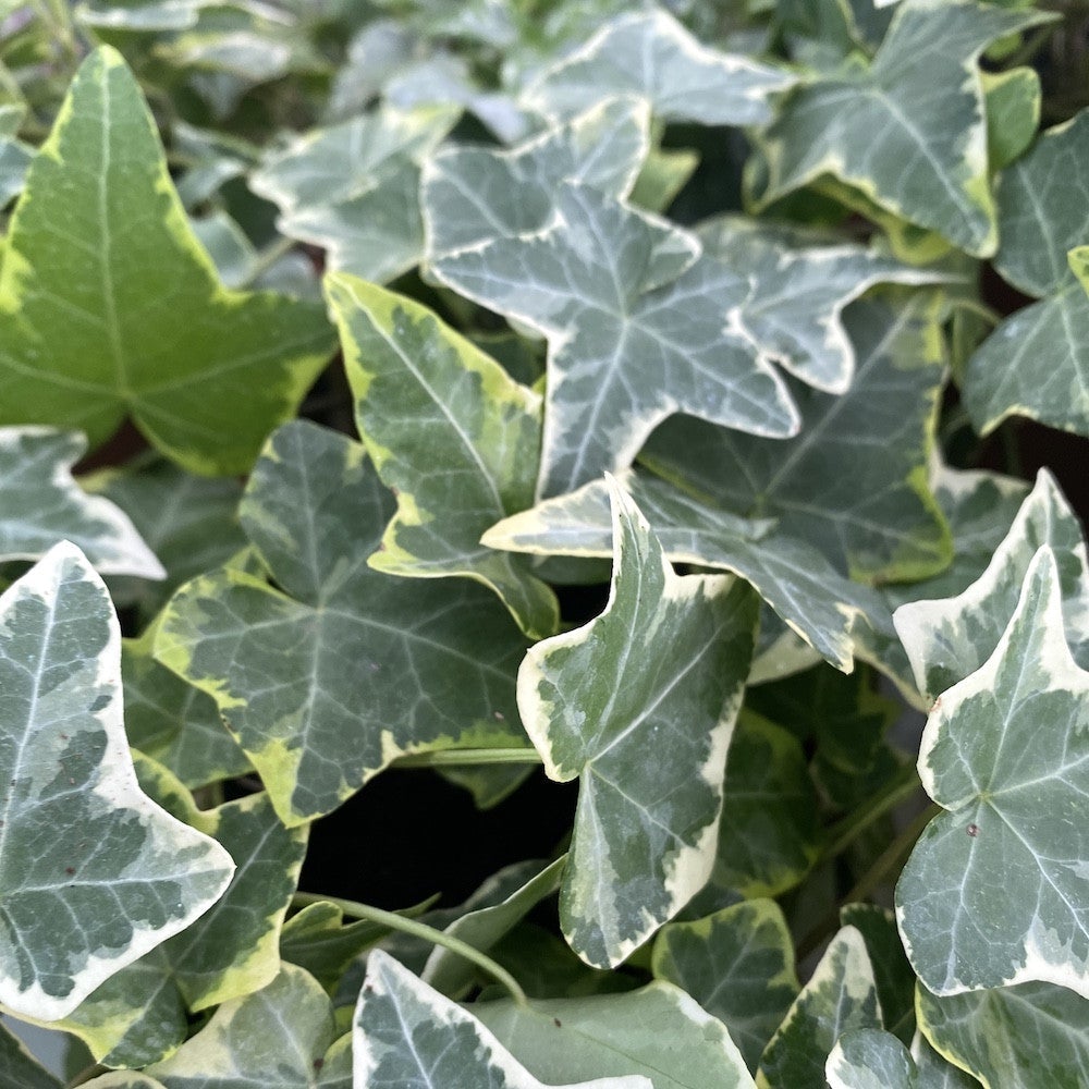 Iedera argintiu-verde Maple Queen, cataratoare si vesnic verde