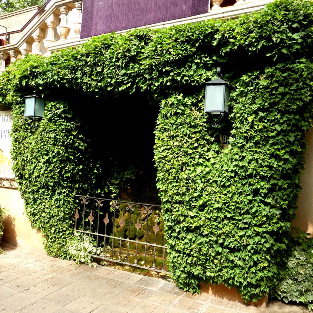 Iedera Miniature Needlepoint