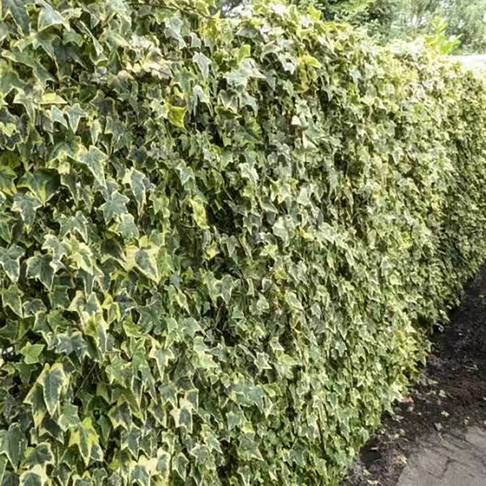 Iedera Variegata Goldchild, cataratoare, vesnic verde