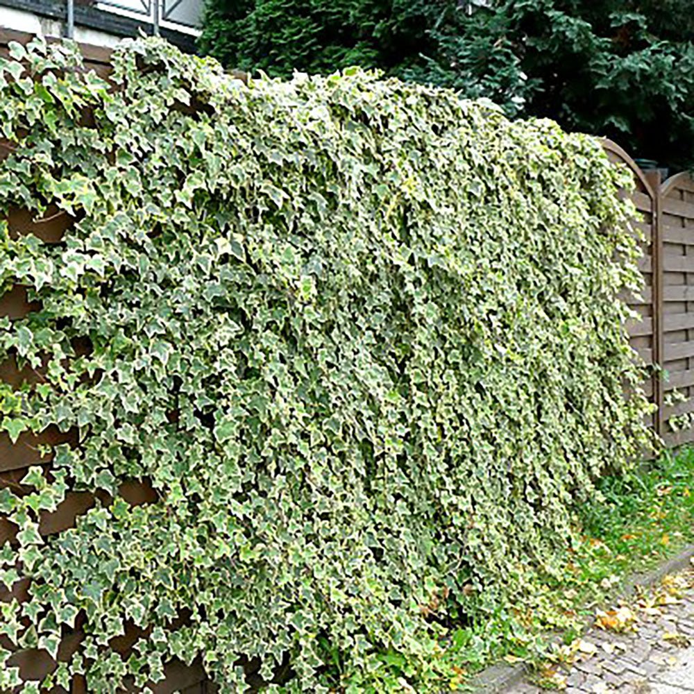 Iedera Variegata Goldchild, cataratoare, vesnic verde