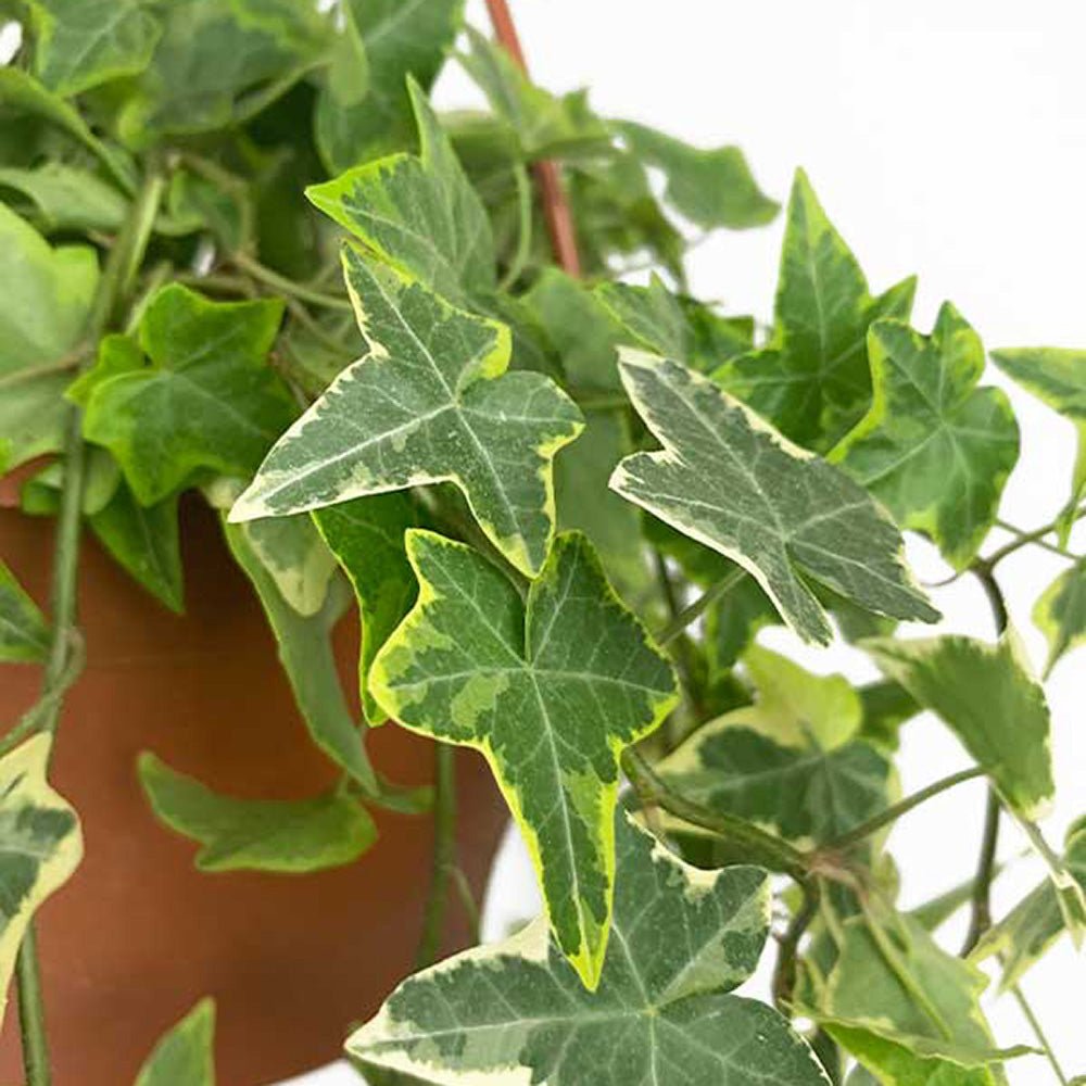 Iedera Variegata Goldchild (Hanger) - 50 cm