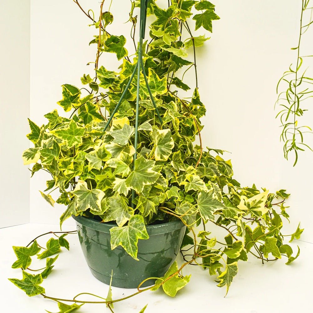 Iedera Variegata Goldchild (Hanger) - 50 cm