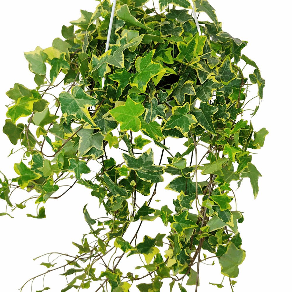 Iedera Variegata Goldchild (Hanger) - 50 cm
