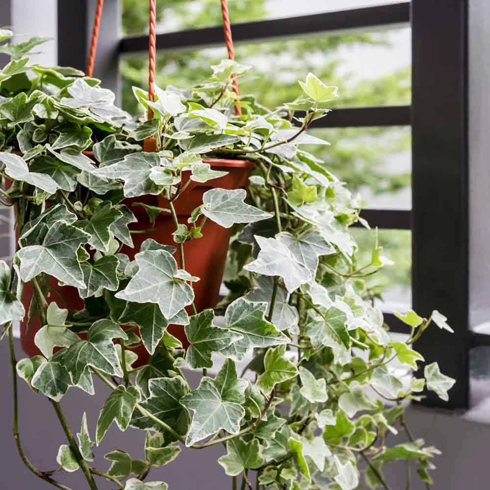 Iedera Variegata White Wonder (Hanger) - 50 cm