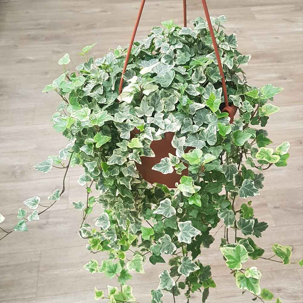 Iedera Variegata White Wonder (Hanger) - 50 cm