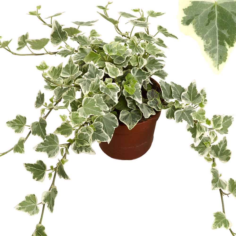 Iedera Variegata White Wonder (Hanger) - 50 cm