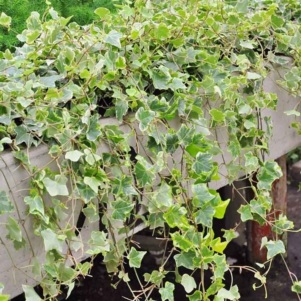 Iedera Variegata White Wonder (Hanger) - 50 cm
