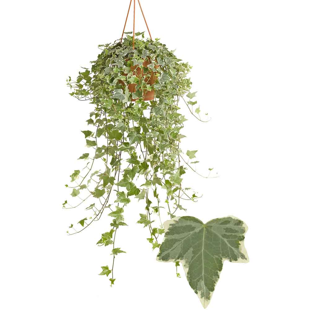 Iedera Variegata White Wonder (Hanger) - 50 cm