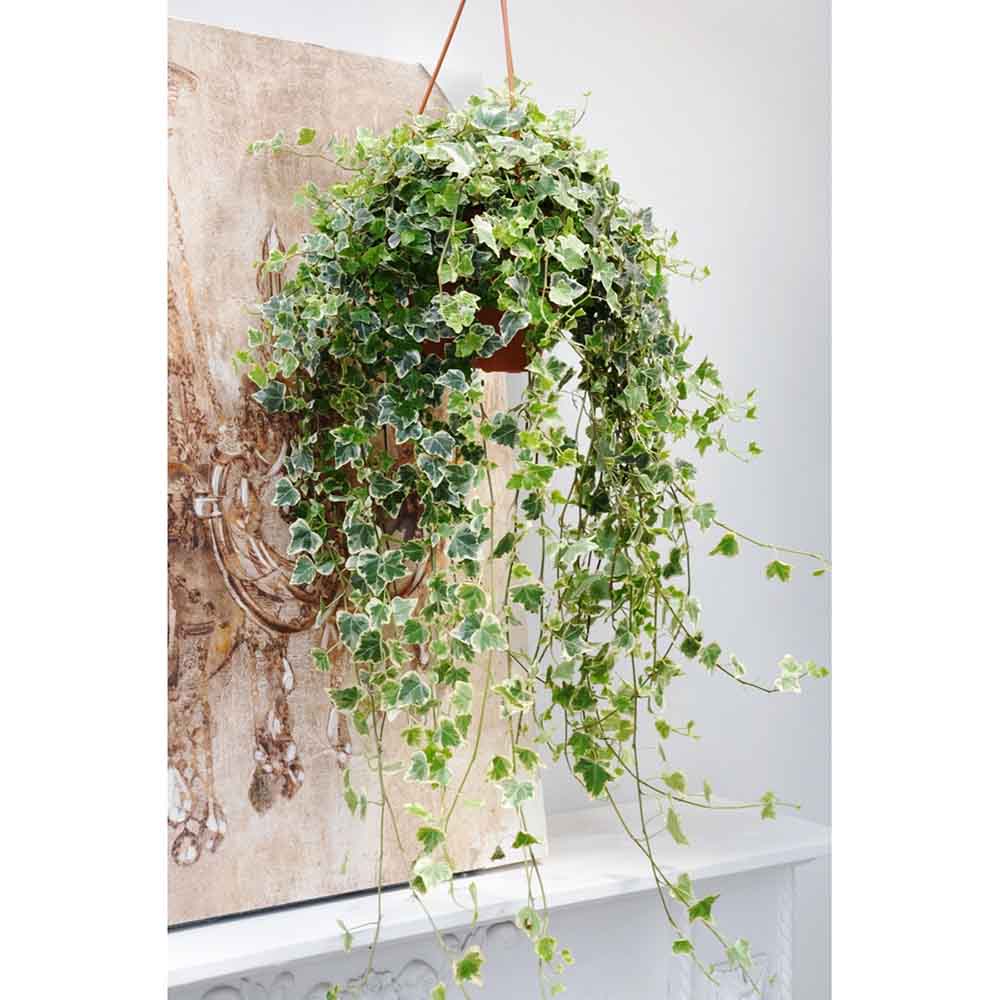 Iedera Variegata White Wonder (Hanger) - 50 cm