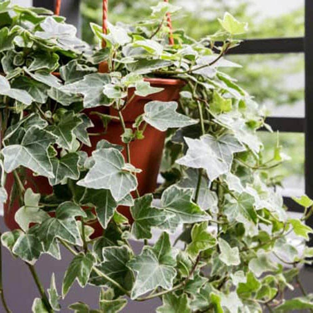 Iedera alb-verde Hedera Little Diamond, cataratoare si vesnic verde