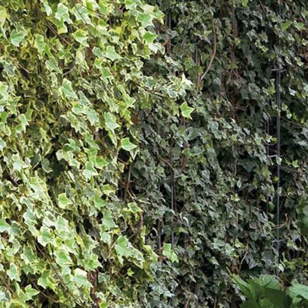 Iedera alb-verde Hedera Little Diamond, cataratoare si vesnic verde