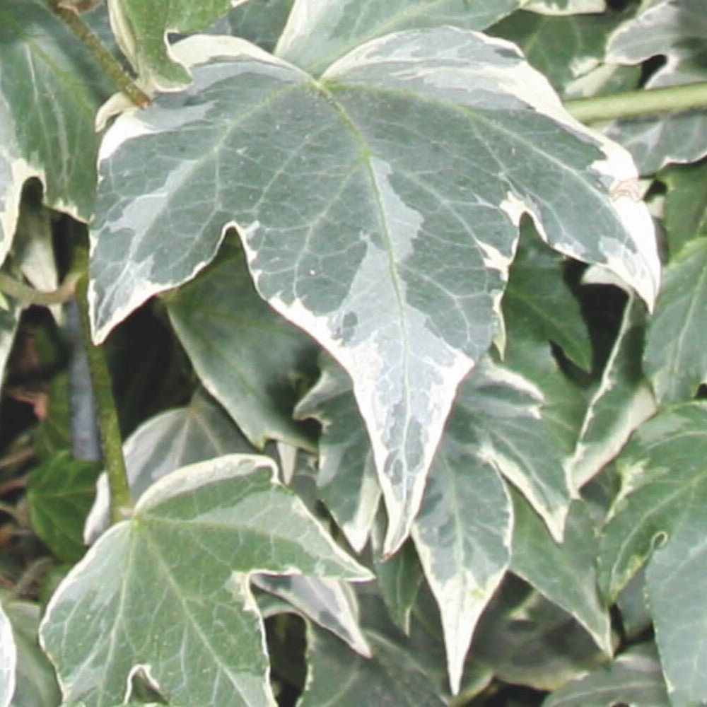 Iedera White Ripple