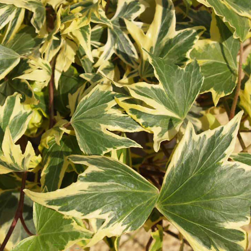 Iedera galben-verde Yellow Ripple, cataratoare, vesnic verde