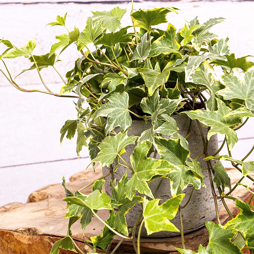 Iedera galben-verde Yellow Ripple, cataratoare, vesnic verde