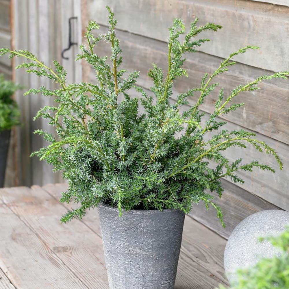 Ienupar tarator albastru Blue Alps