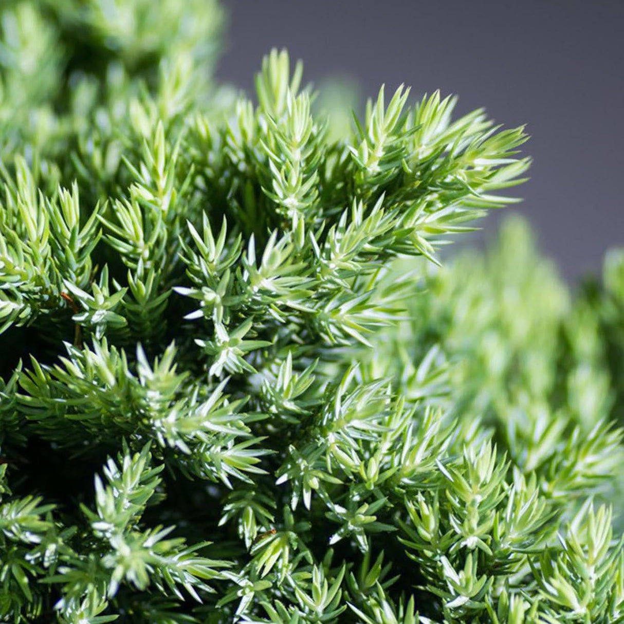 Ienupar tarator albastru-argintiu Blue Carpet