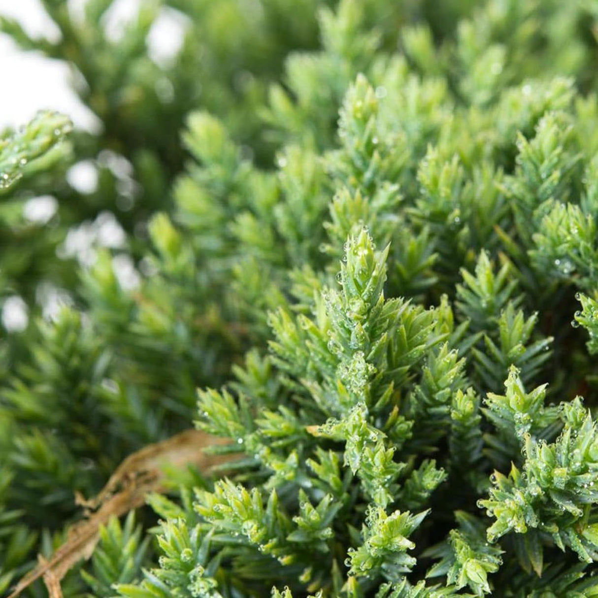 Ienupar tarator chinezesc verde-deschis Holger