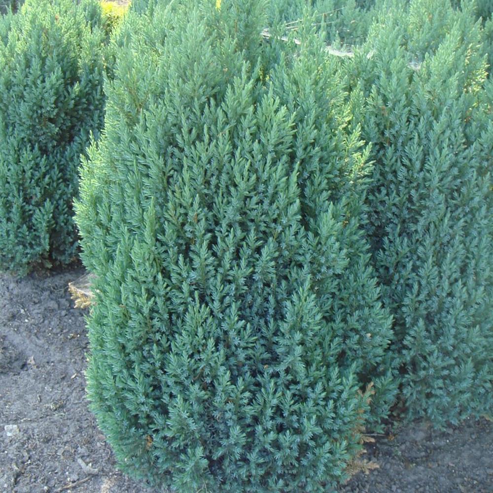 Ienupar columnar albastru-verzui Stricta