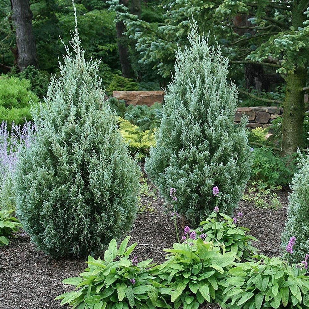 Ienupar columnar albastru de Munte Blue Ivory