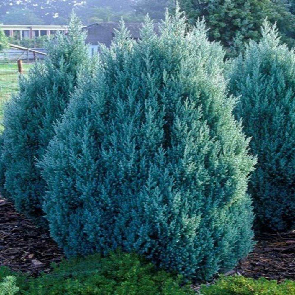 Ienupar columnar albastru-verzui Stricta