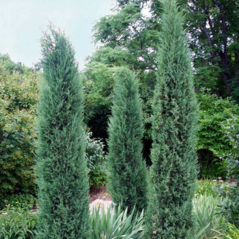 Ienupar columnar albastru-verzui Stricta