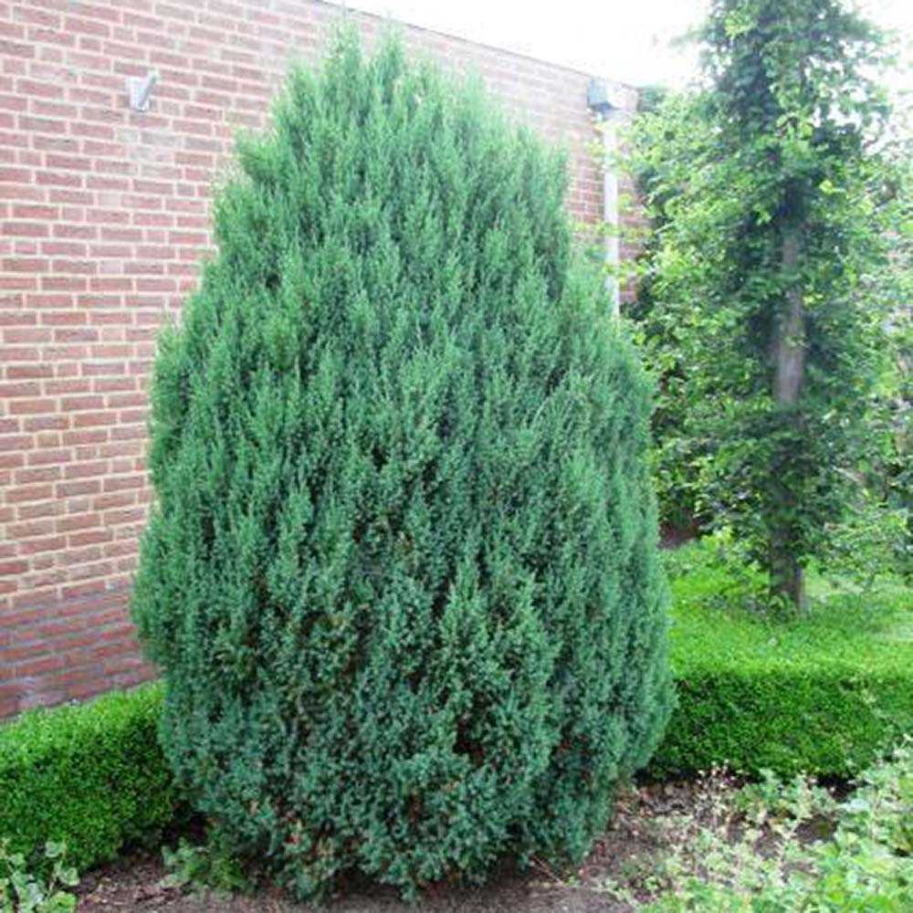 Ienupar columnar albastru-verzui Stricta