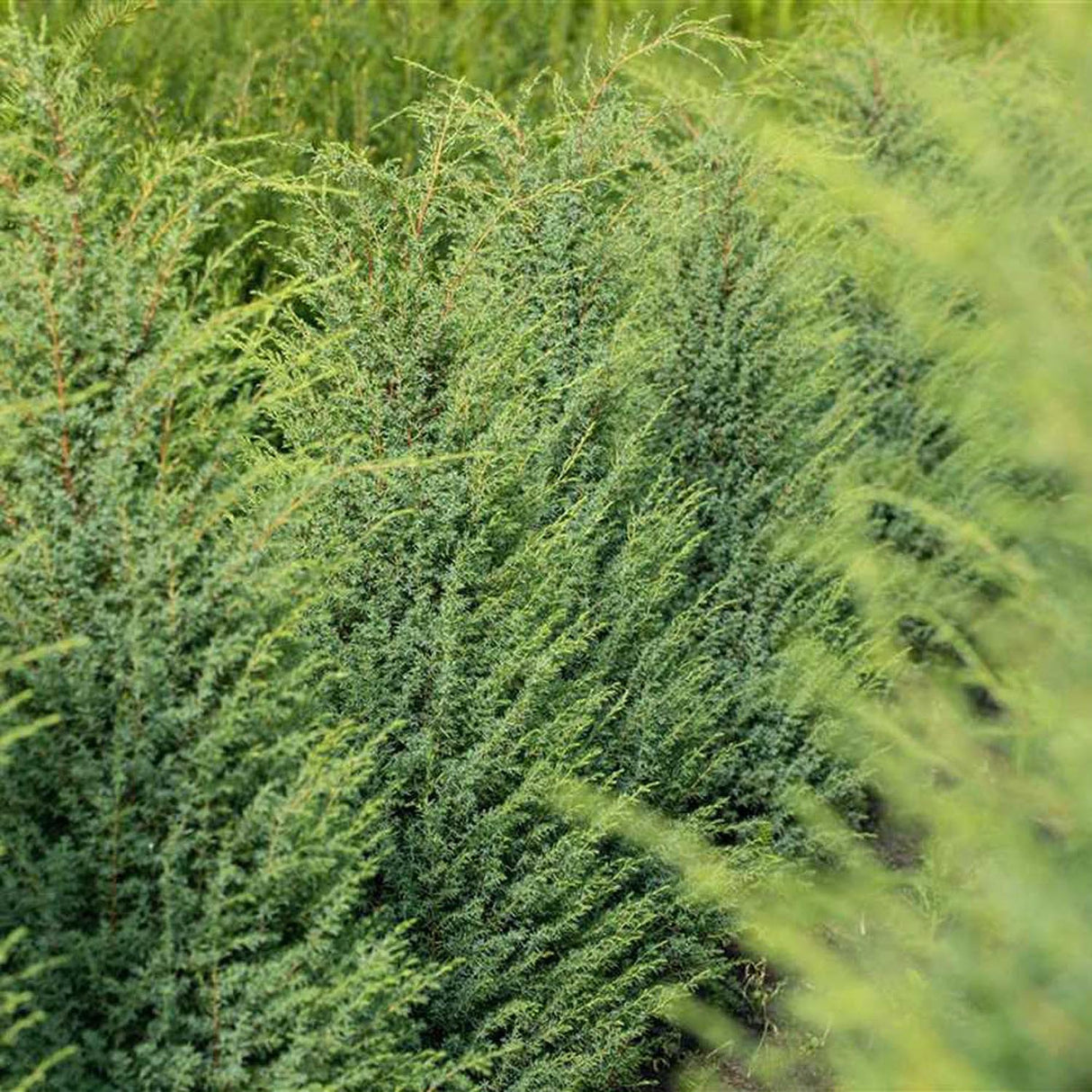 Ienupar columnar albastru-verzui Hibernica