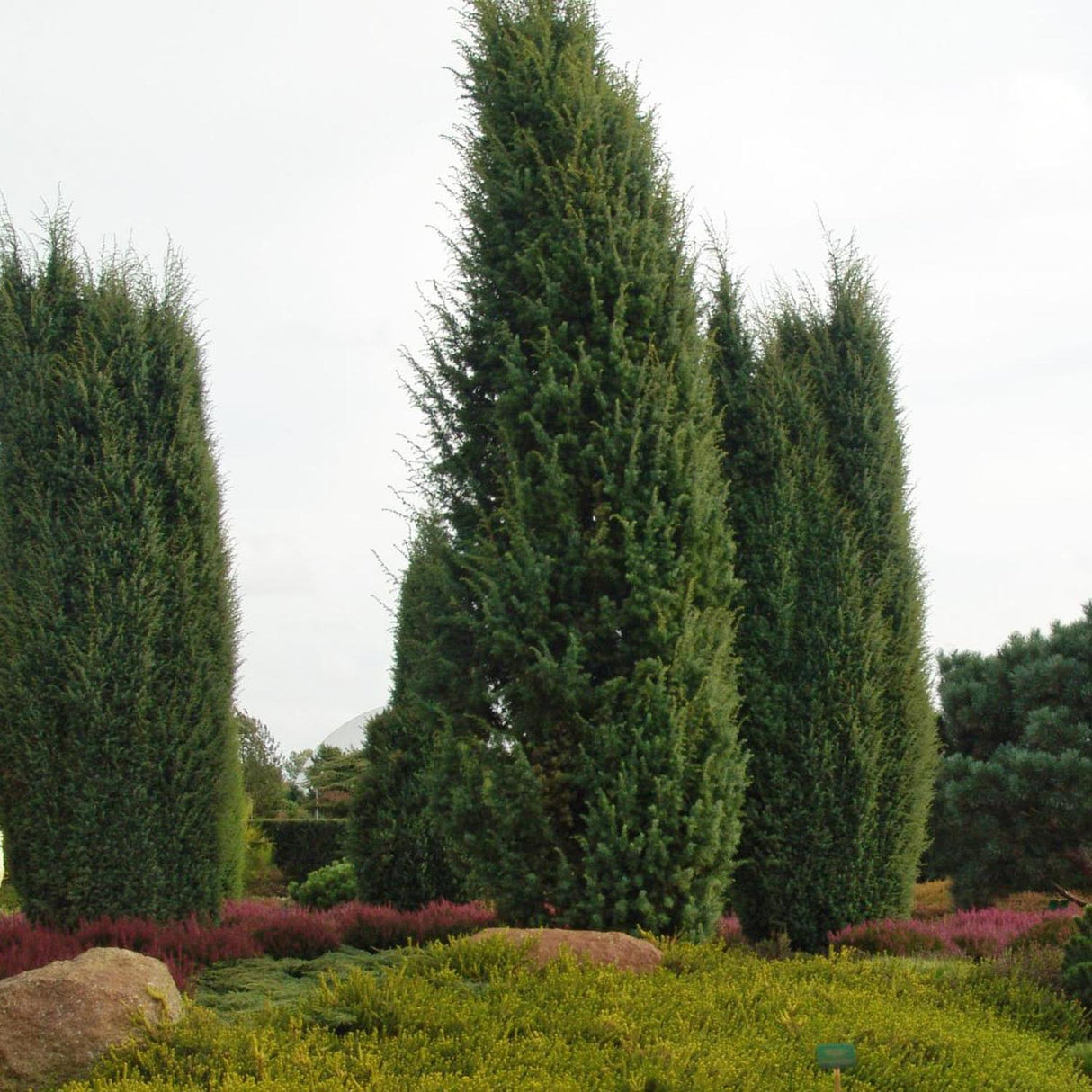 Ienupar columnar albastru-verzui Hibernica