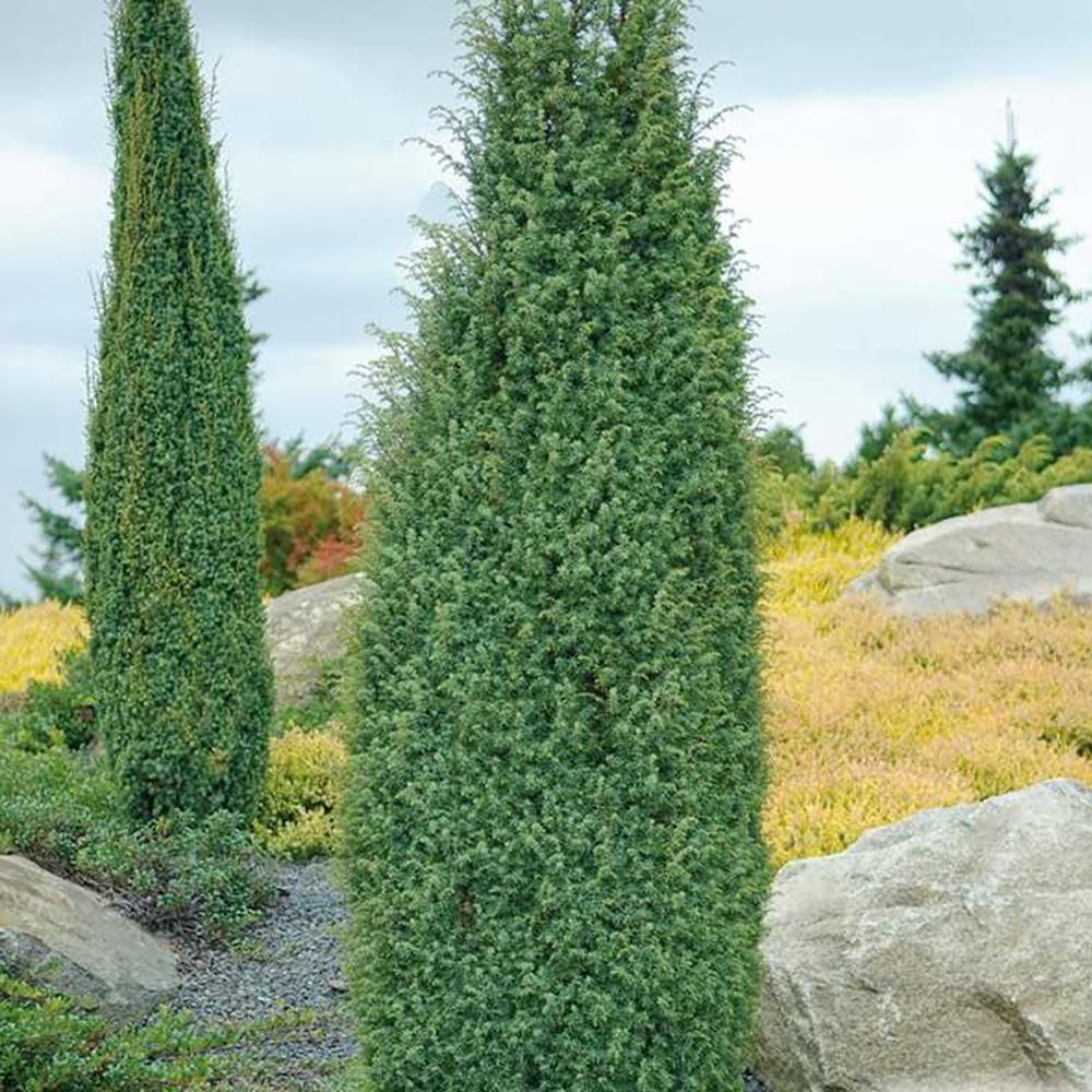 Ienupar columnar albastru-verzui Hibernica