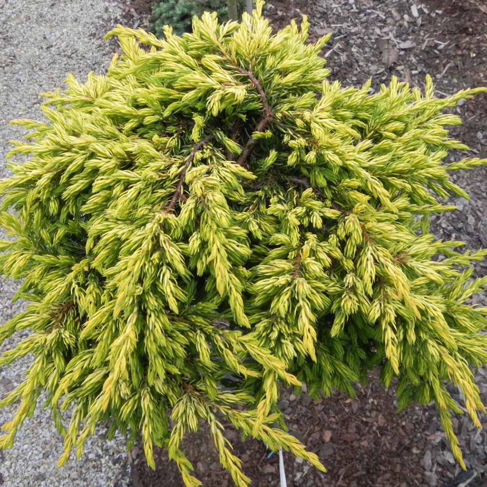 Ienupar tarator auriu Goldschatz